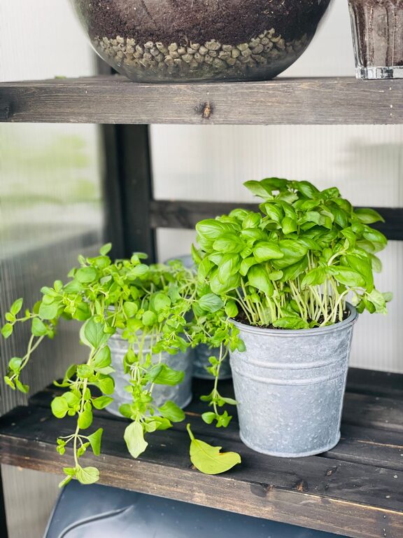 How to Start a Small Herb Garden Indoors